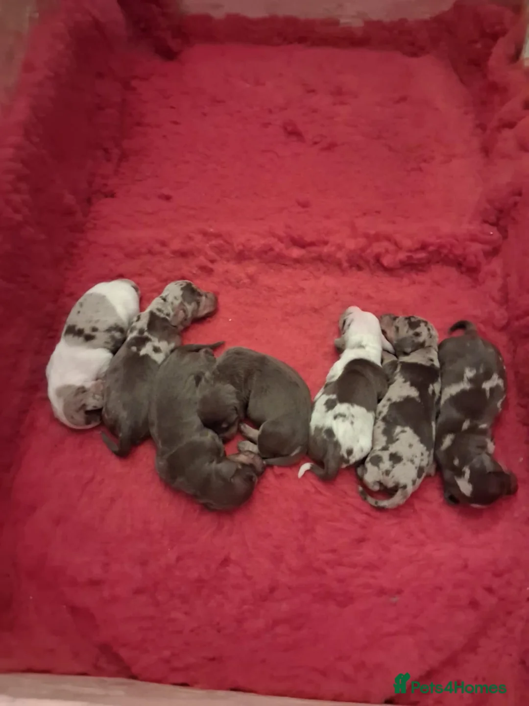 Dachshund dogs for sale: Dachshund puppies - Advert 3