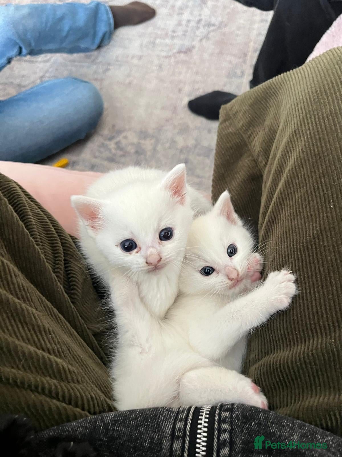 Mixed Breed cats Ragdoll cross kittens - Advert 1