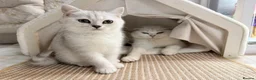 Scottish Fold cats for sale: Gorgeous Scottish fold/ Straight female kittens - Advert 8