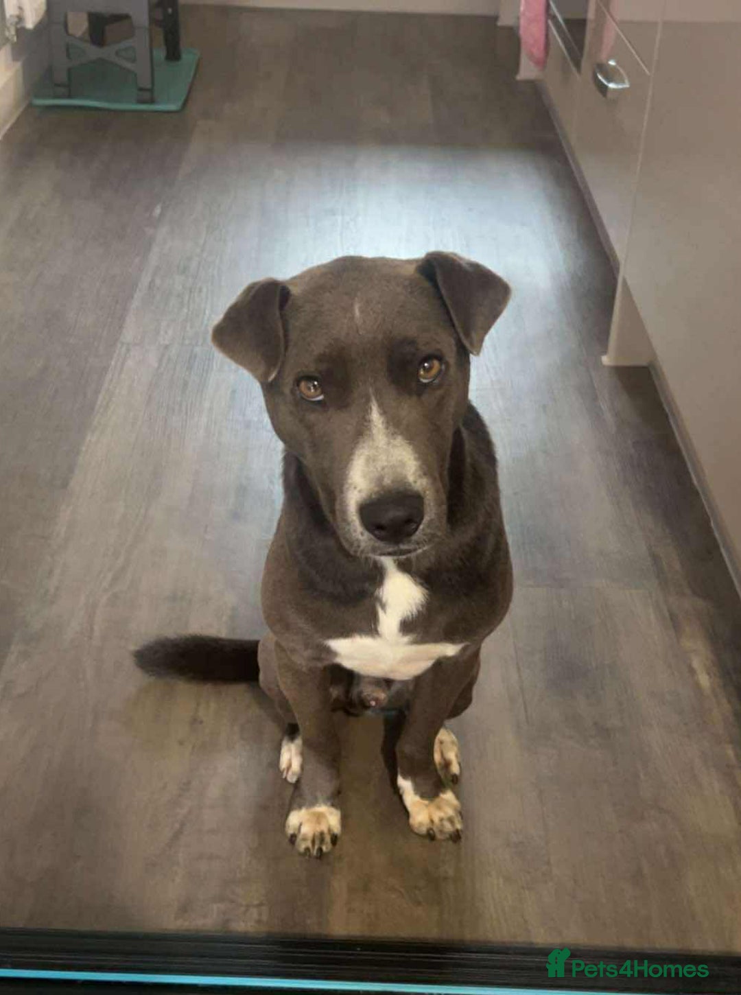 Mixed Breed dogs for adoption: Valour is available for foster or adoption - Image 4