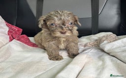 Cockapoo dogs for sale: GORGEOUS F1 MERLE COCKAPOOS HEALTH TESTED PARENTS - Image 18