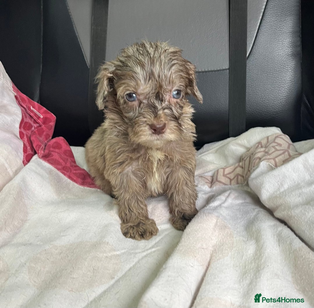 Cockapoo dogs for sale: GORGEOUS F1 MERLE COCKAPOOS HEALTH TESTED PARENTS - Image 18