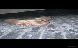Miniature Dachshund dogs for sale: Miniature dachshunds - Image 3
