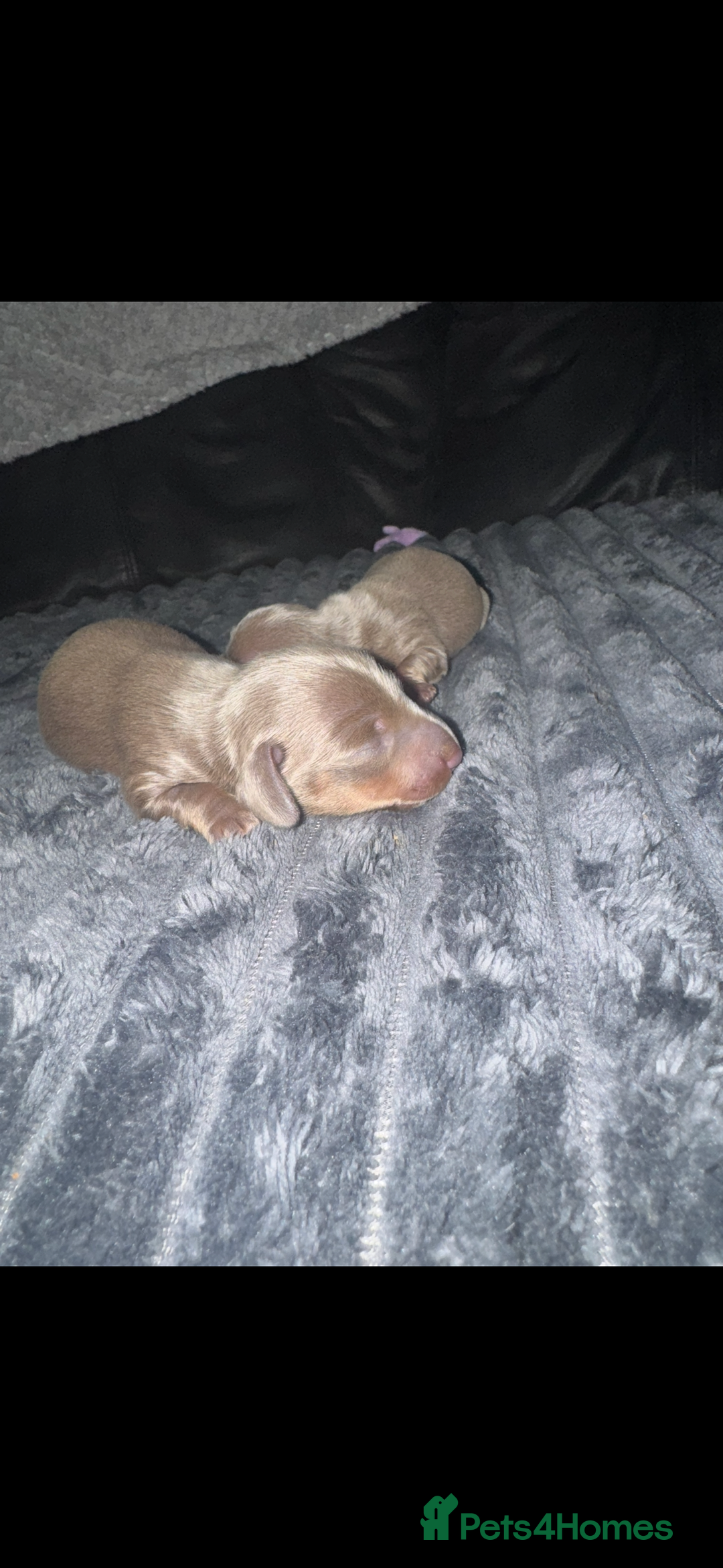 Miniature Dachshund dogs for sale: Miniature dachshunds - Image 3
