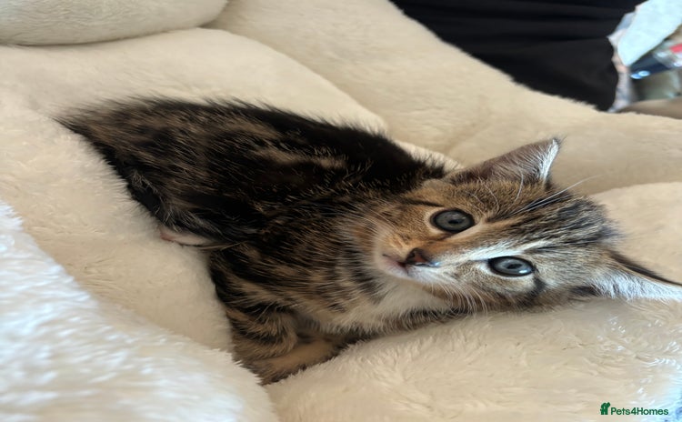 Mixed Breed cats - Advert 13