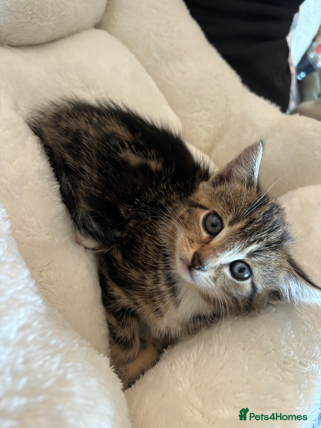 Mixed Breed cats for sale: Tabby Cat - Image 1
