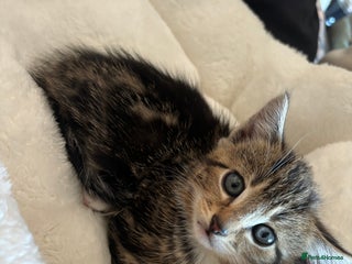 Mixed Breed cats - Advert 9