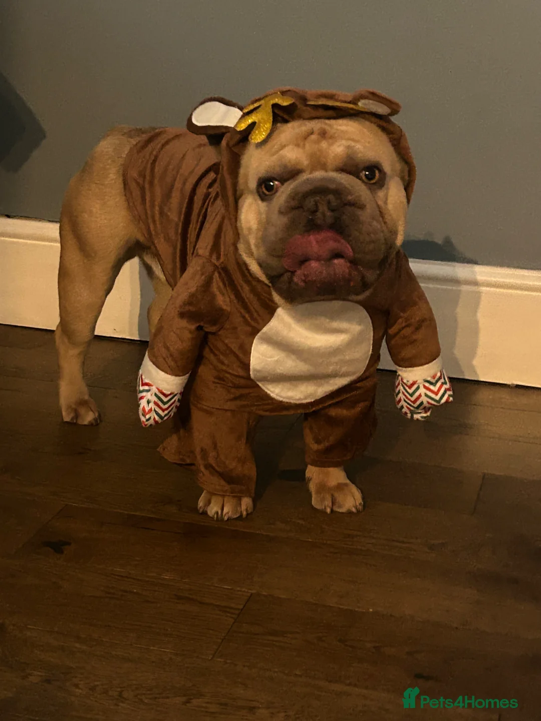 French Bulldog dogs for adoption: French bulldog  in Manchester - Advert 4