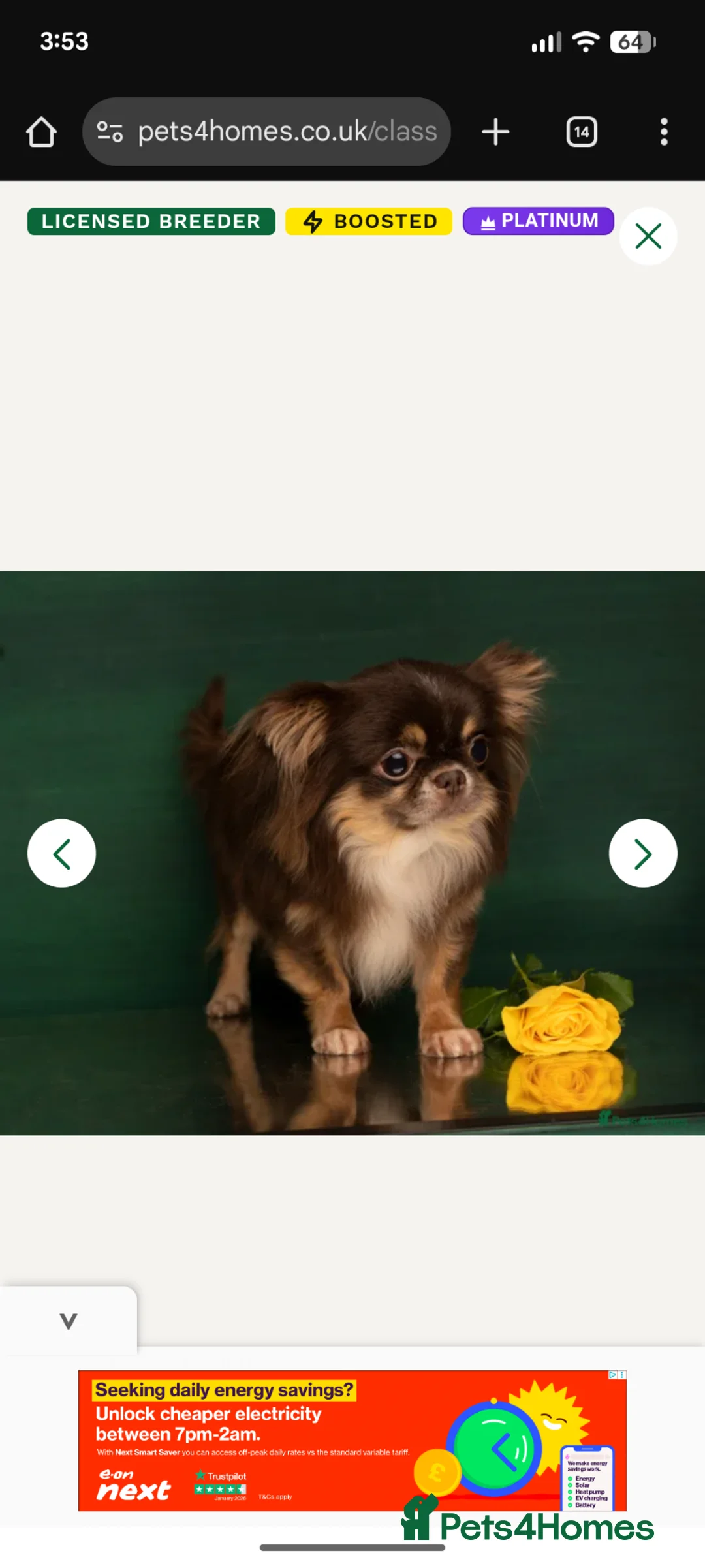 Chihuahua dogs for sale:  Very small chihuahua puppies - Advert 6