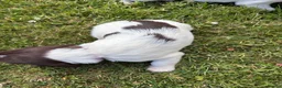 English Springer Spaniel dogs for sale: KC Registered Springer Spaniel Puppies - Advert 10