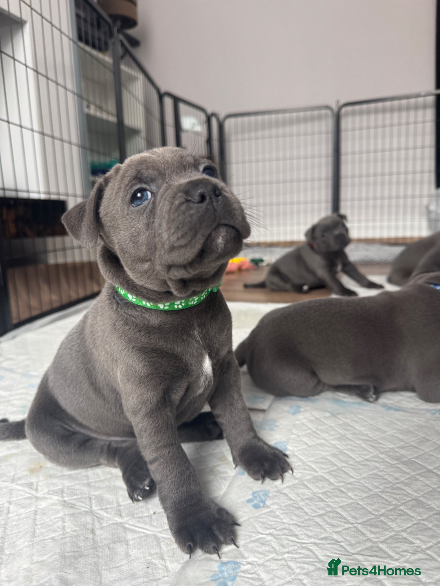 Staffordshire Bull Terrier dogs Champions Bloodlines Staffordshire Bull Terrier Pu - Advert 18