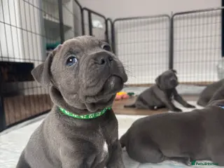 Staffordshire Bull Terrier dogs Champions Bloodlines Staffordshire Bull Terrier Pu - Advert 18