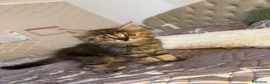 Mia