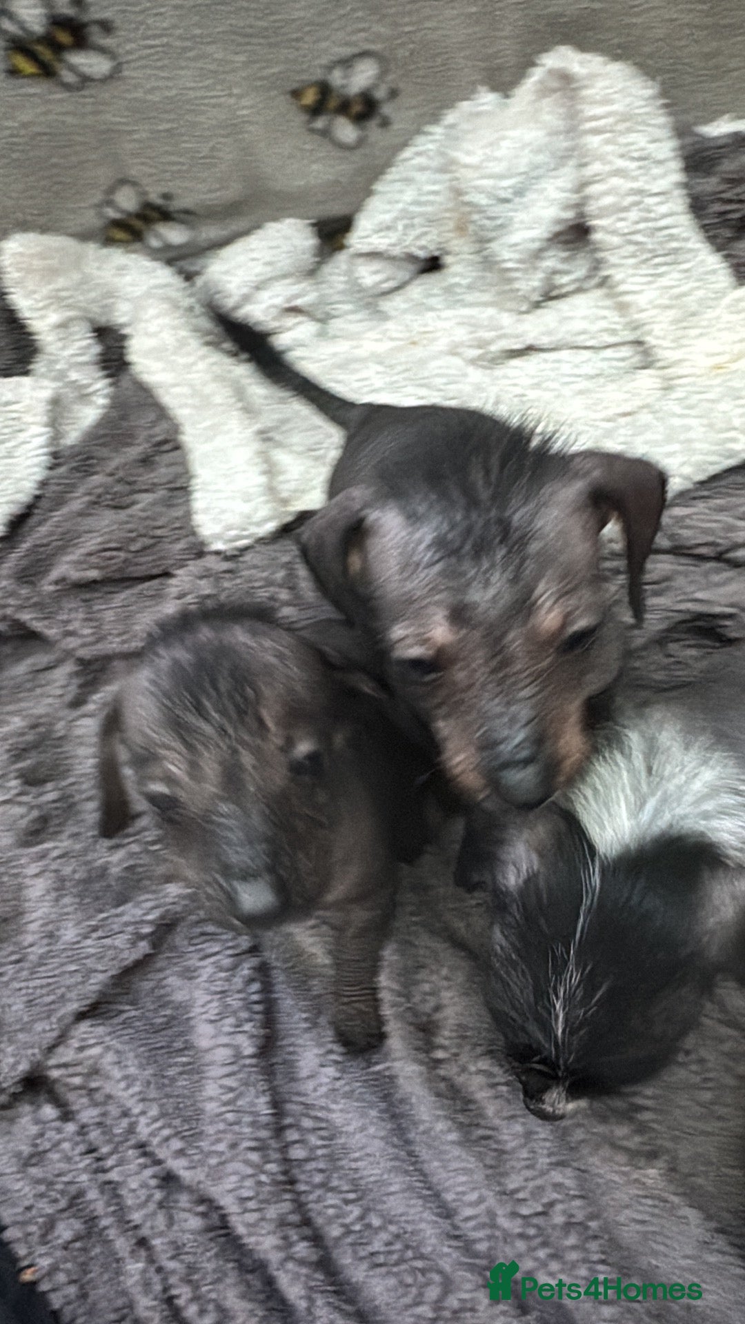 Dachshund dogs Dachshund cross Chinese crested  - Advert 19