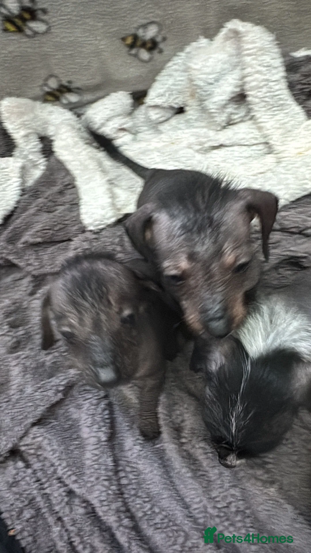 Dachshund dogs for sale: Dachshund cross Chinese crested  - Advert 2