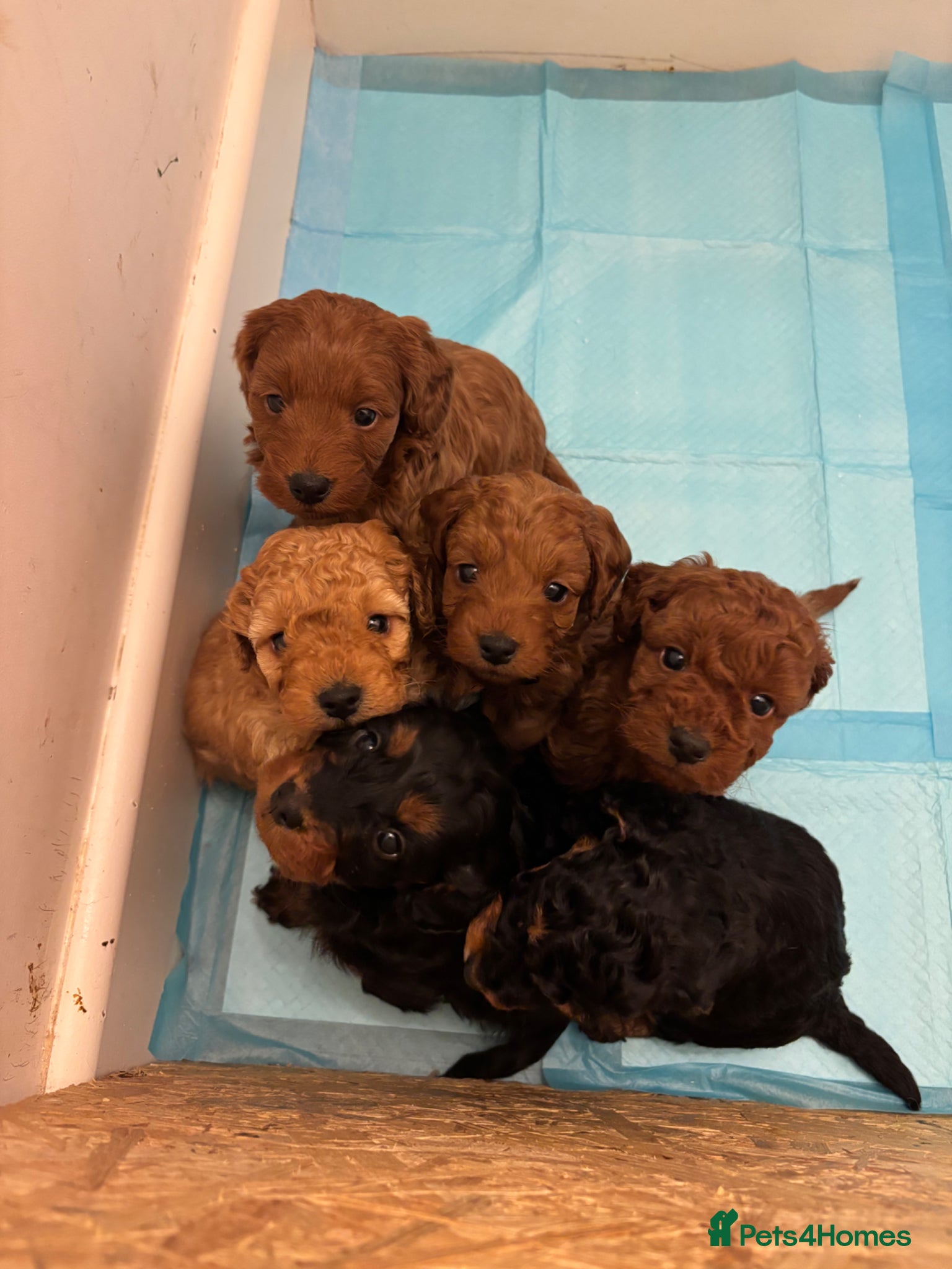 Cockapoo dogs Cockapoo Puppies  - Advert 8