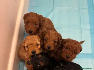 Cockapoo dogs Cockapoo Puppies - Advert 8