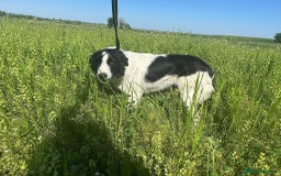 Mixed Breed dogs for adoption: Hope - Norwich Norfolk  - Image 6