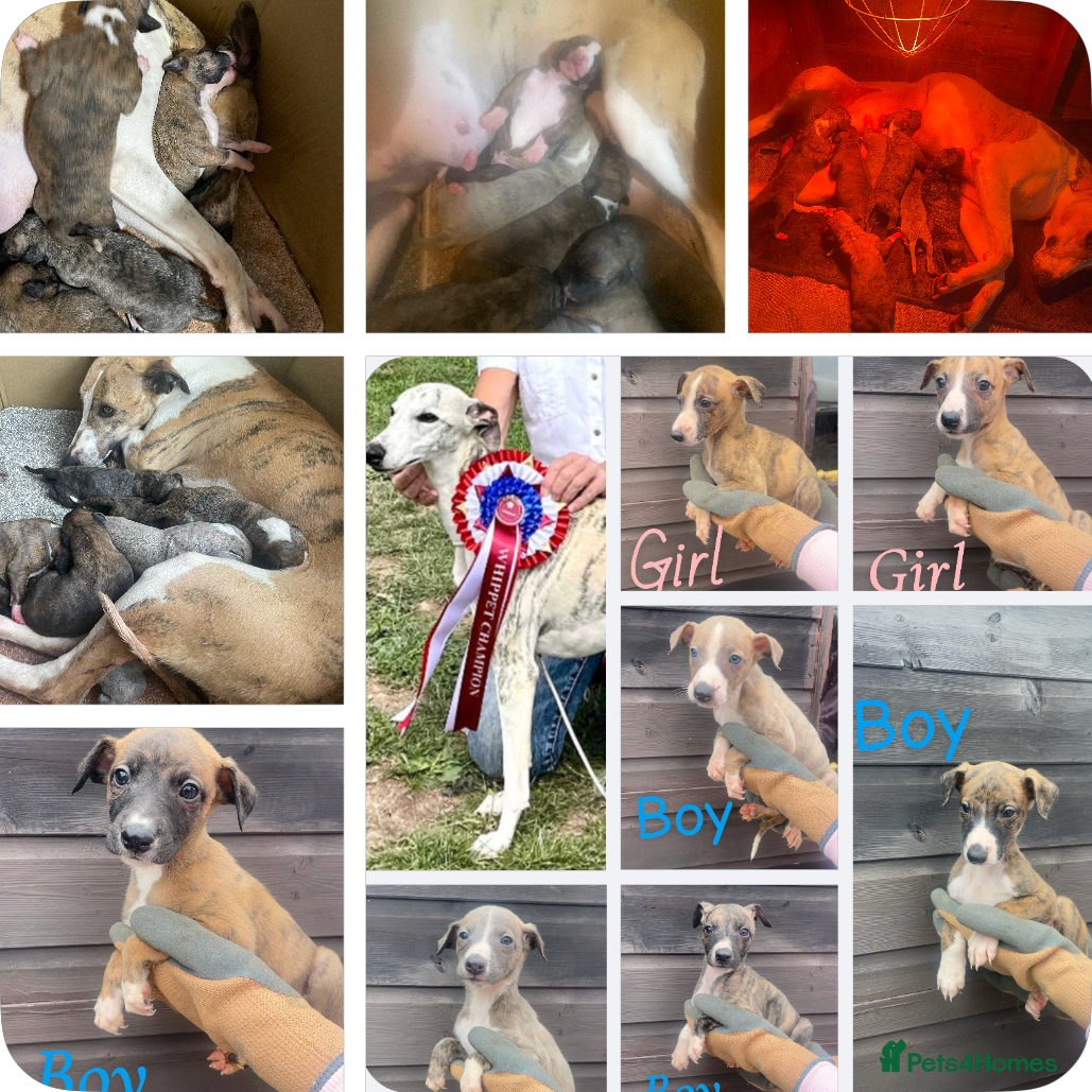 Whippet dogs Whippet pups for sale - Advert 7