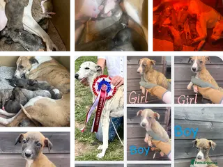 Whippet dogs Whippet pups for sale - Advert 5