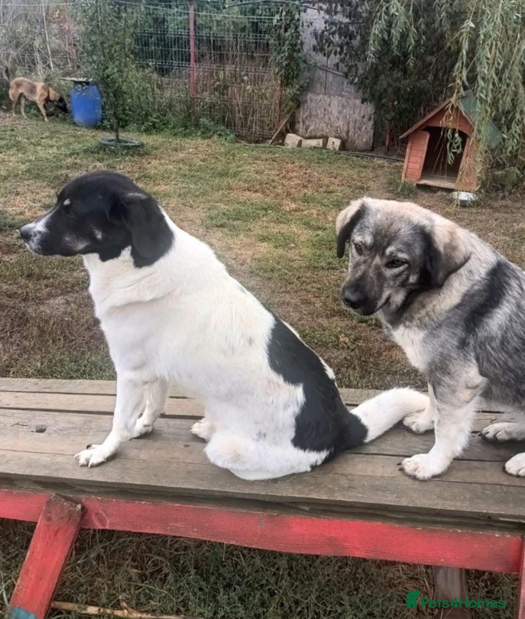 Mixed Breed dogs for adoption: Moira - Norwich Norfolk  - Advert 7