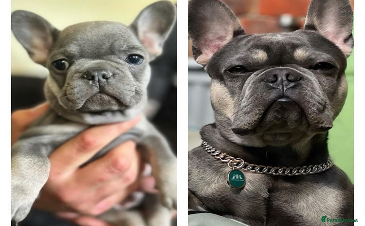 French Bulldog dogs - Advert 1