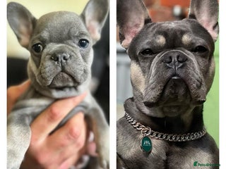 French Bulldog dogs - Advert 35