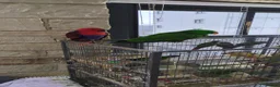 Lories birds for sale: Female and male eclectus 4 months old super tamed - Advert 13