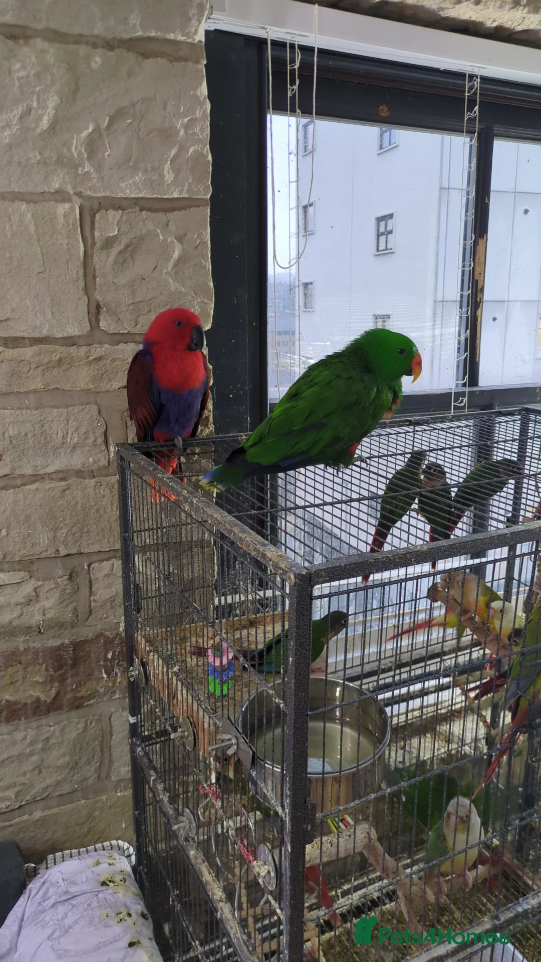 Lories birds for sale: Female and male eclectus 4 months old super tamed - Advert 13