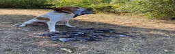 Pointer dogs for sale: Pointer pups | Working & Champion Bloodlines  - Advert 18