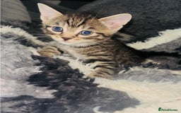 Mixed Breed cats for sale: Adorable Kittens with Stunning Markings - Image 5