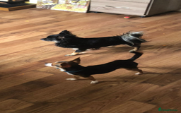 Chihuahua dogs for sale: Puppies  - Advert 1