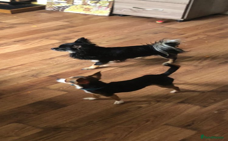 Chihuahua dogs Puppies  - Advert 5