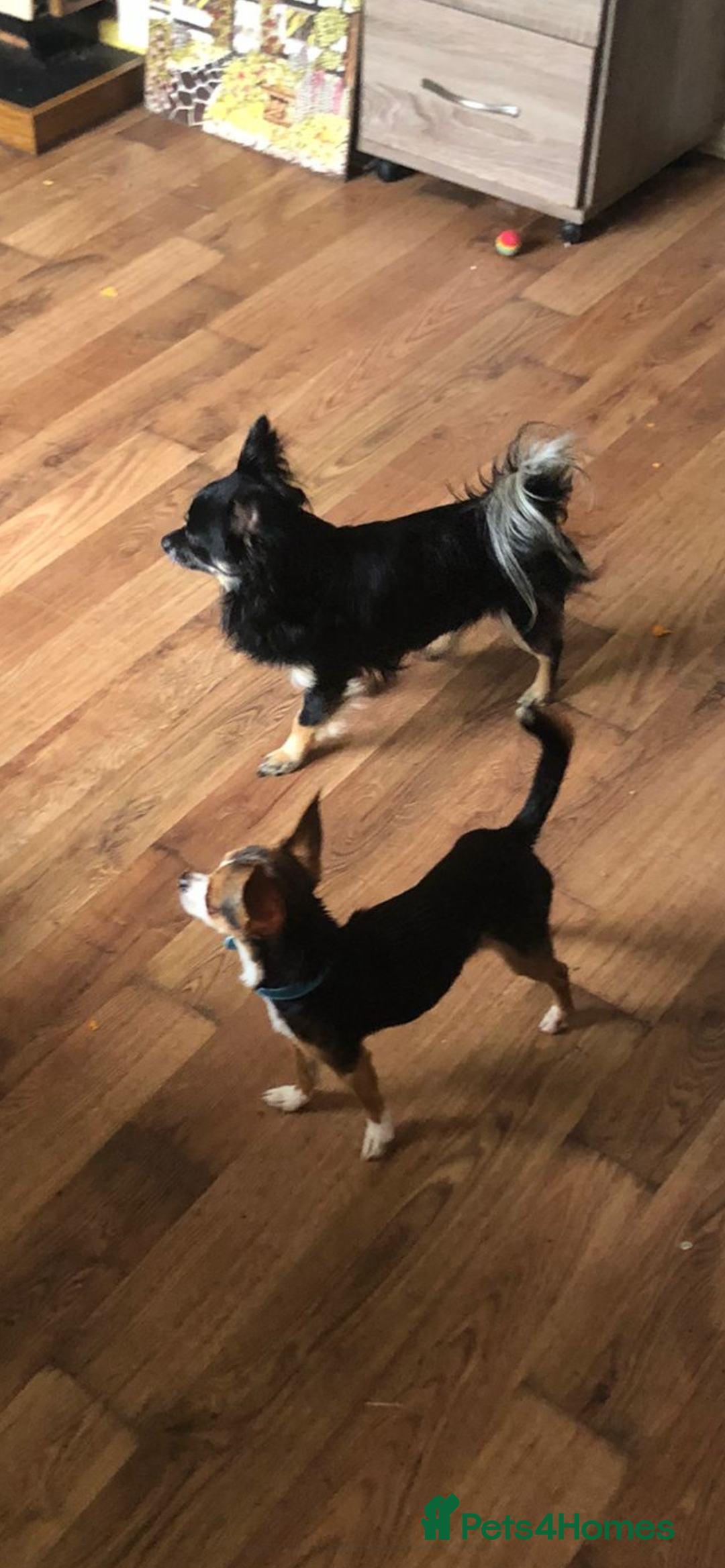 Chihuahua dogs for sale: Puppies  - Advert 1