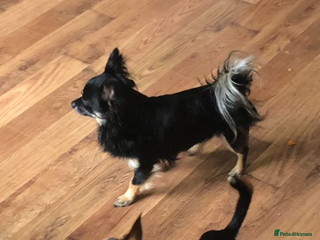 Chihuahua dogs Puppies - Advert 1