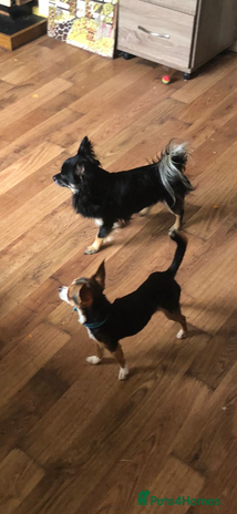 Chihuahua dogs Puppies - Advert 1