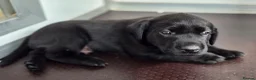 Labrador Retriever dogs for sale: Field Trial Champion Sired Labrador Puppies in Cardigan - Advert 3