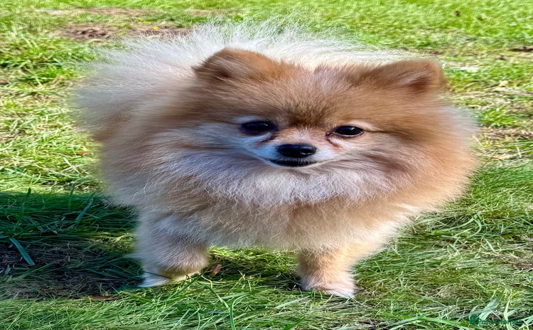 Pomeranian dogs - Advert 4