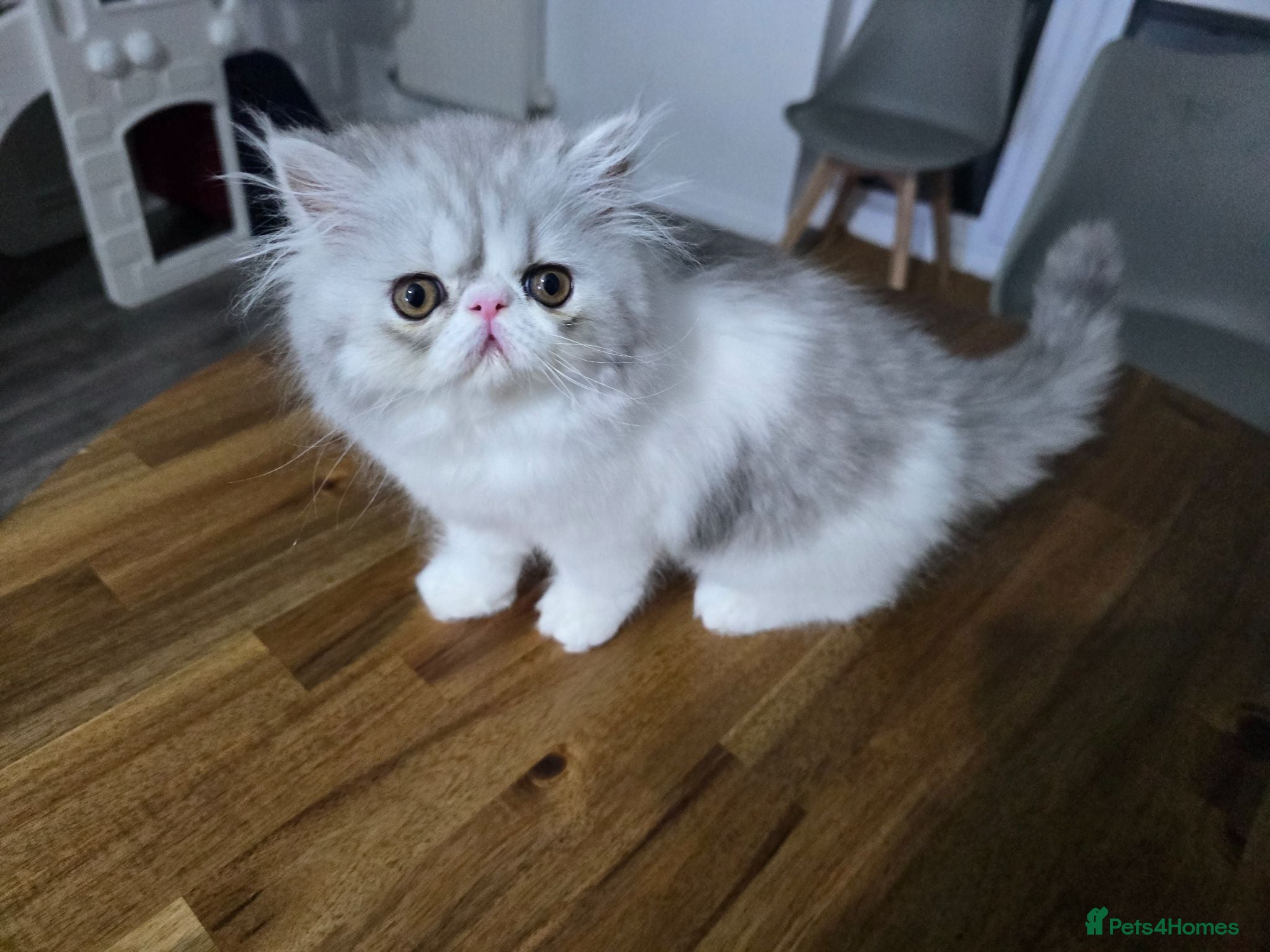 Persian cats Persian Kittens Extreme Punch Face – Bi-Color GCCF - Advert 18