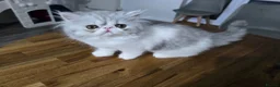 Persian cats for sale: Persian Kittens Extreme Punch Face – Bi-Color GCCF - Advert 6