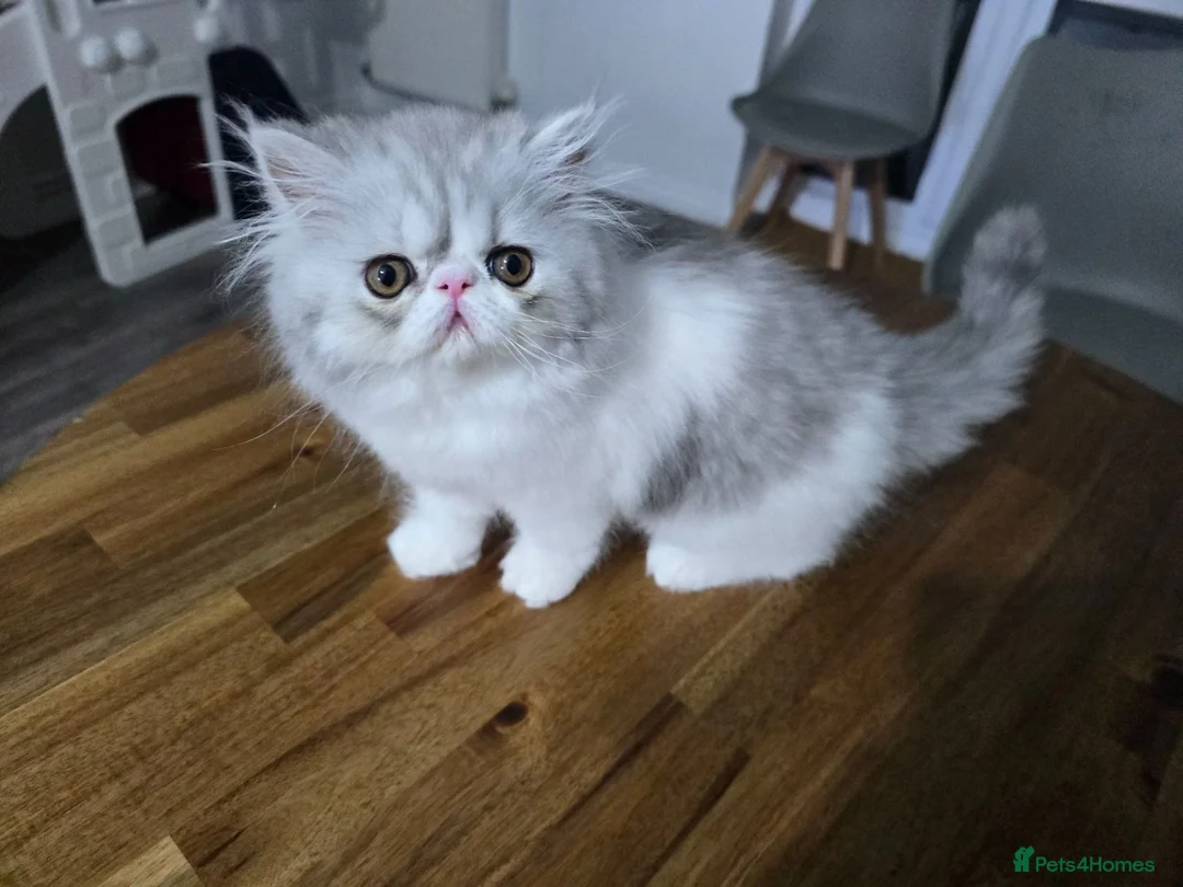 Persian cats for sale: Persian Kittens – Bi-Color - Thick Fur Punch Face - Advert 1