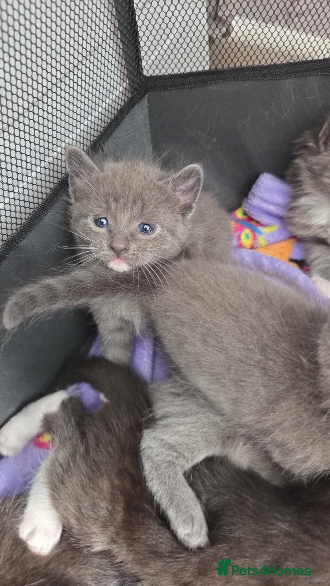 Mixed Breed cats for sale: 4 grey kittens for sale - Advert 2