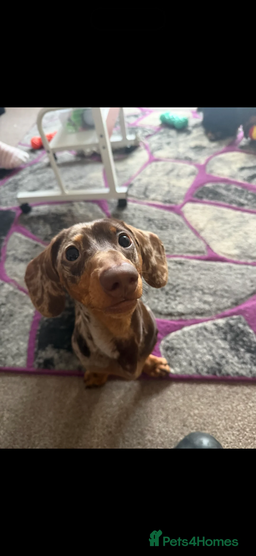 Miniature Dachshund dogs for sale: Miniature chocolate dapple male sausage  - Advert 3