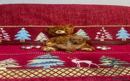 Cavapoo dogs for sale: F1B Cavapoo - Advert 10