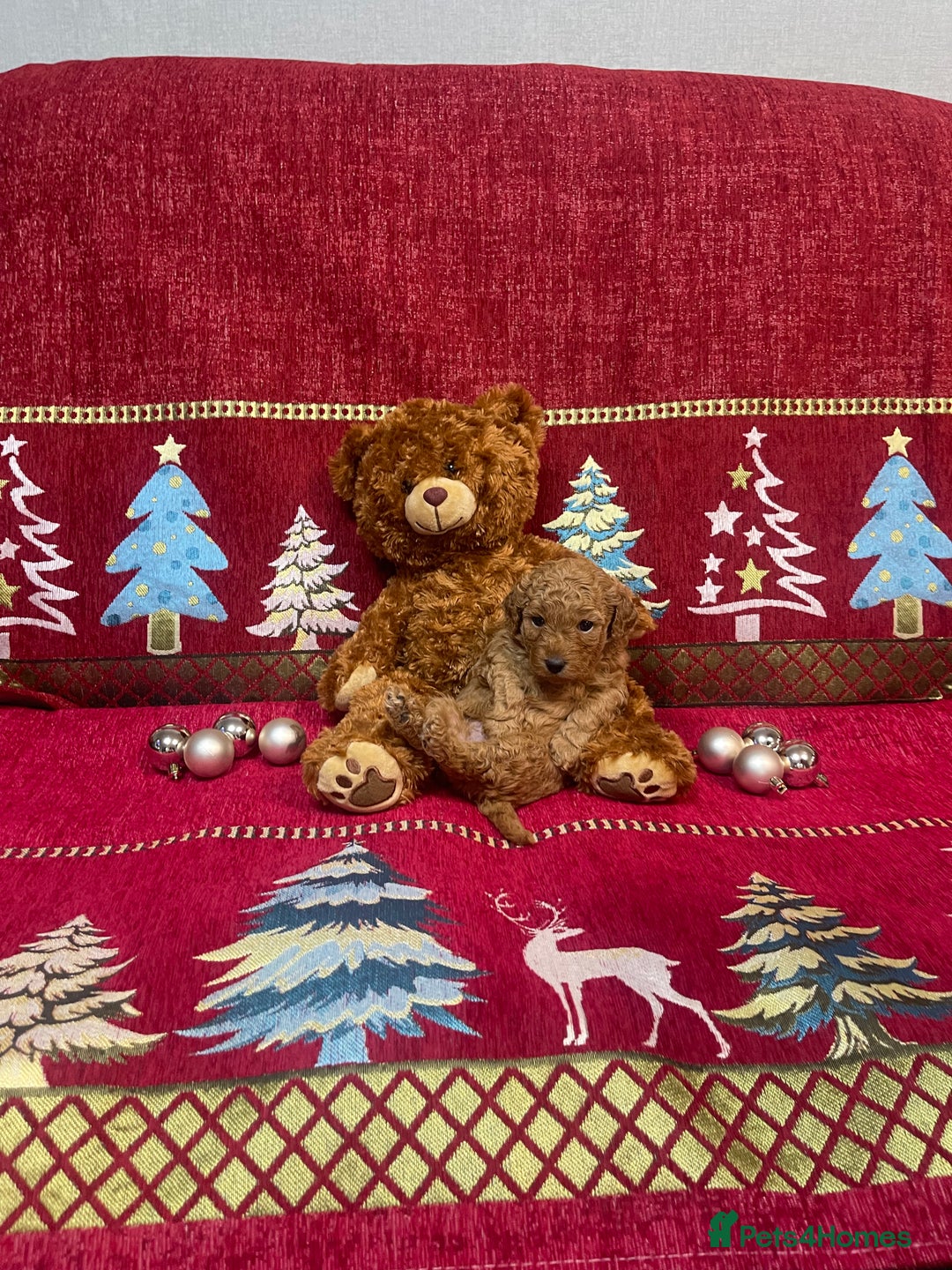 Cavapoo dogs for sale: F1B Cavapoo - Advert 10