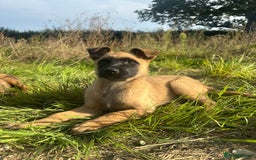 Mixed Breed dogs for sale: German shepherd x Belgian shepherd puppies - Image 20