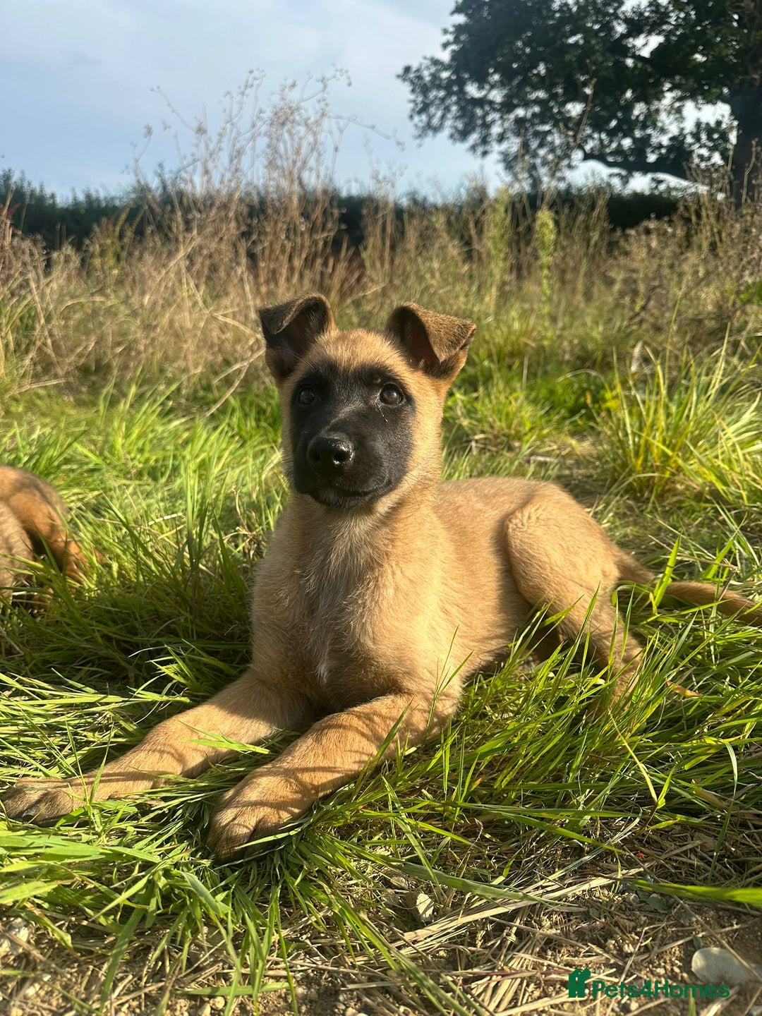 Mixed Breed dogs for sale: German shepherd x Belgian shepherd puppies - Image 20
