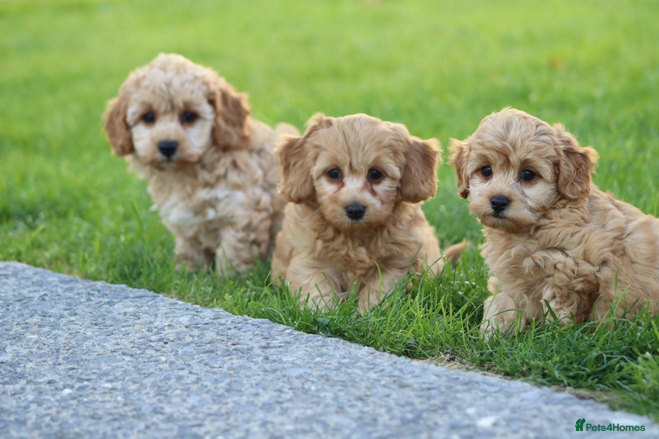 Cavapoochon dogs CAVAPOOCHON PUPPIES FOR SALE - Advert 1