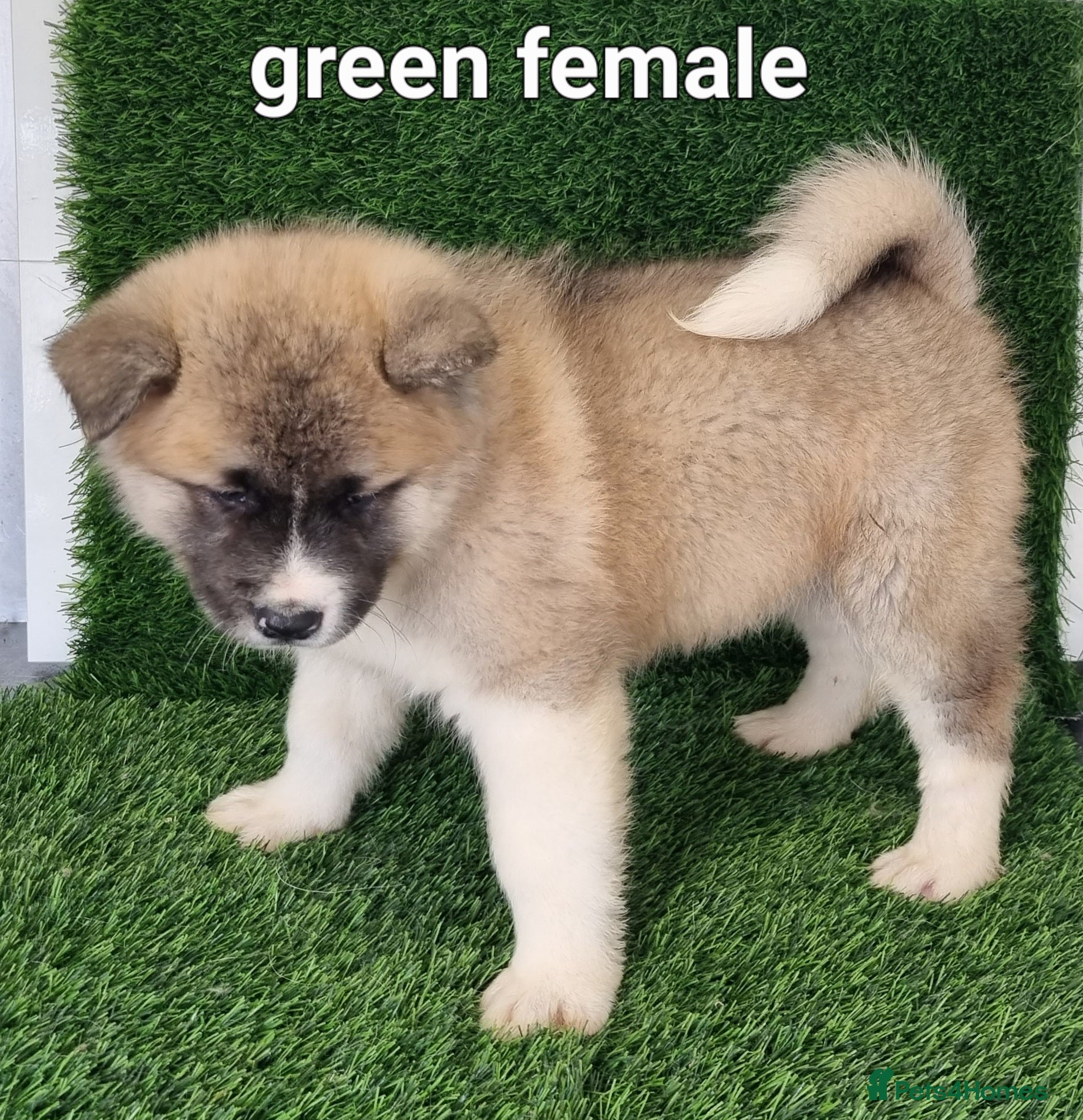 Akita dogs Akita pups - Advert 2