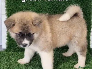 Akita dogs Akita pups - Advert 2